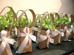 gift plants in Chennai for online sale