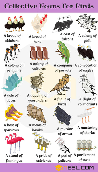 Collective Nouns || Collective Nouns with example - YouTube