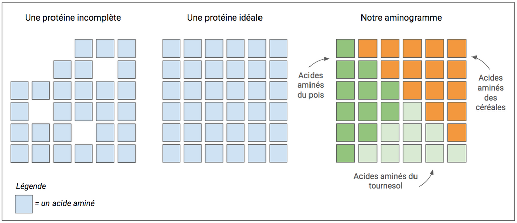 Schema acides amines vitaline vegan