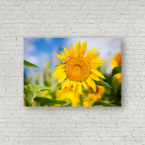 Sunflower | Flower Photograph | J² Studios