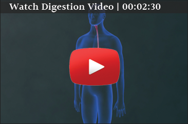 Watch Digestion Video