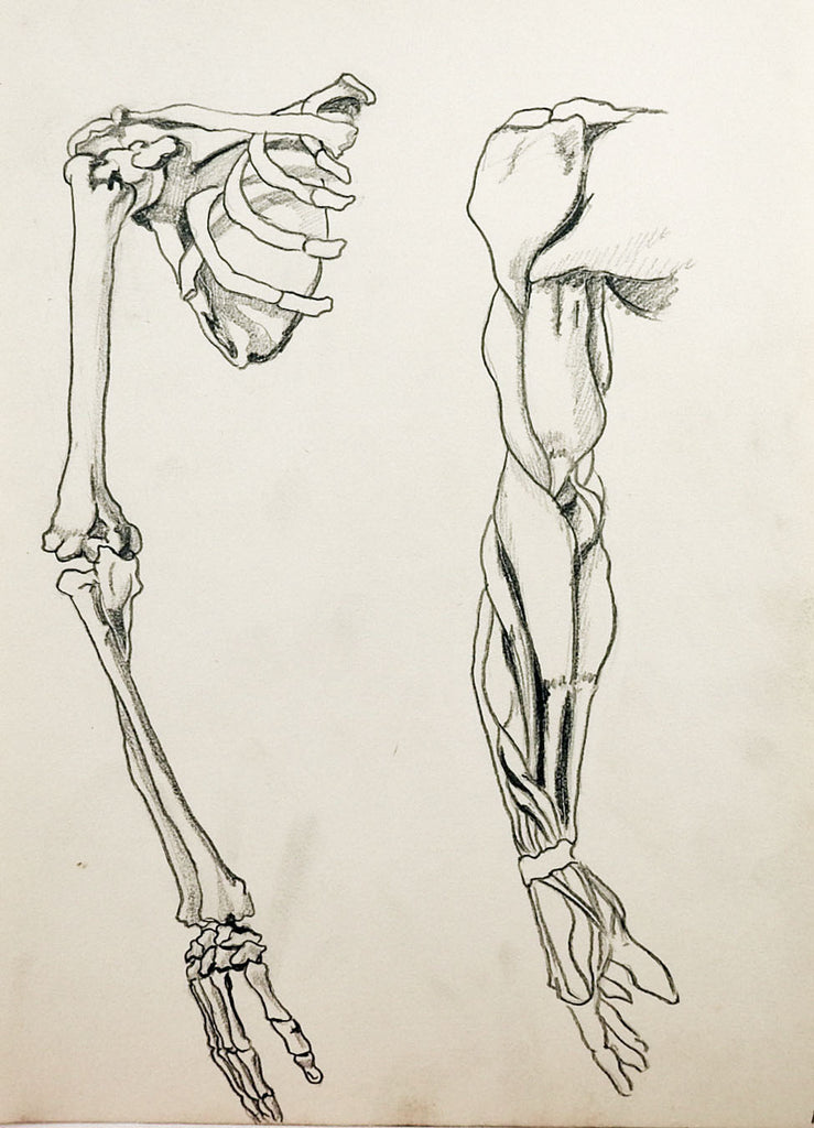 Anatomy Drawing – Artifax antiques & design