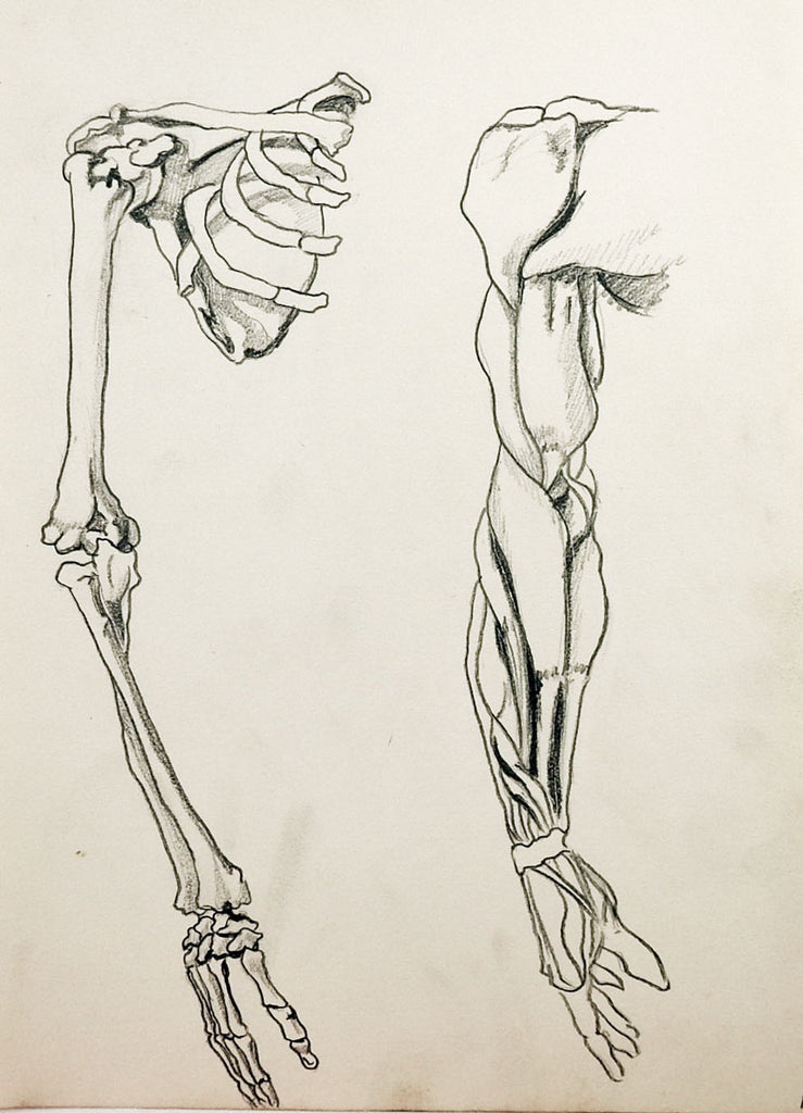 Anatomy Drawing Artifax antiques & design