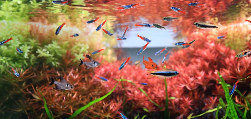 Discus Ae Online Aquarium Store Buy 100 Now In Dubai Abu Dhabi All Uae