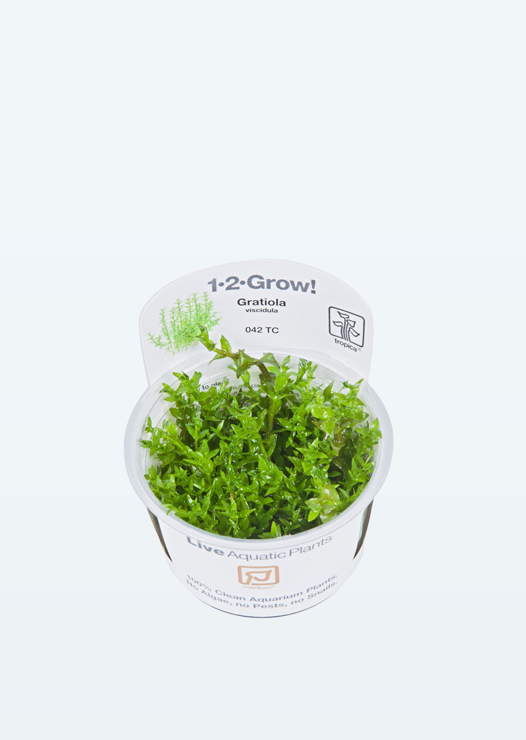 Buy 1 2 Grow Gratiola Viscidula Online Free Uae Delivery Over 100 Aed