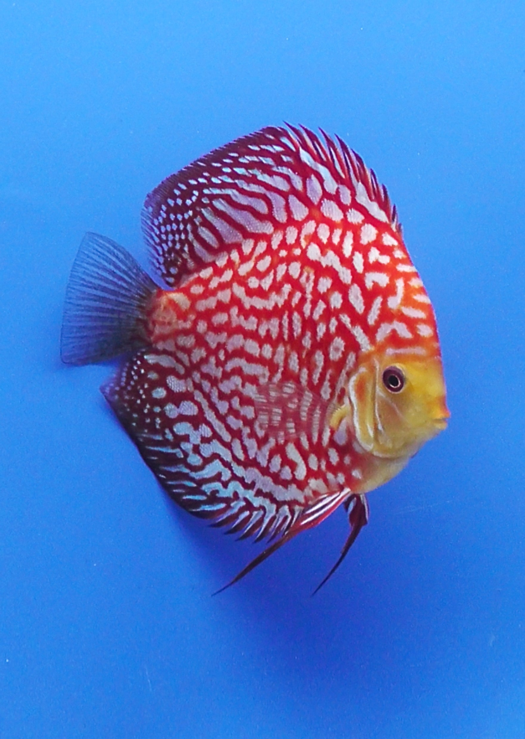 stendker discus