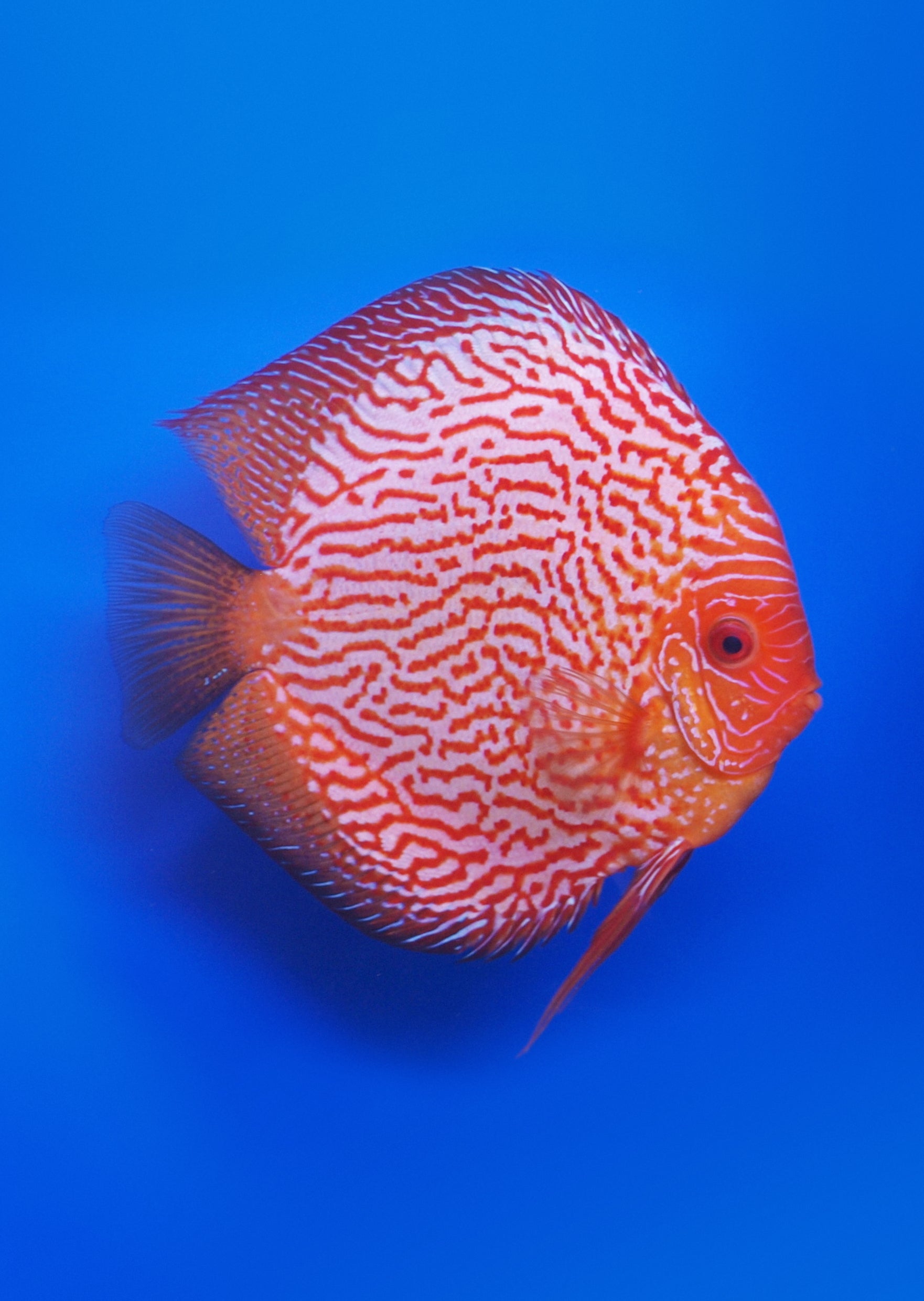 pigion blood discus