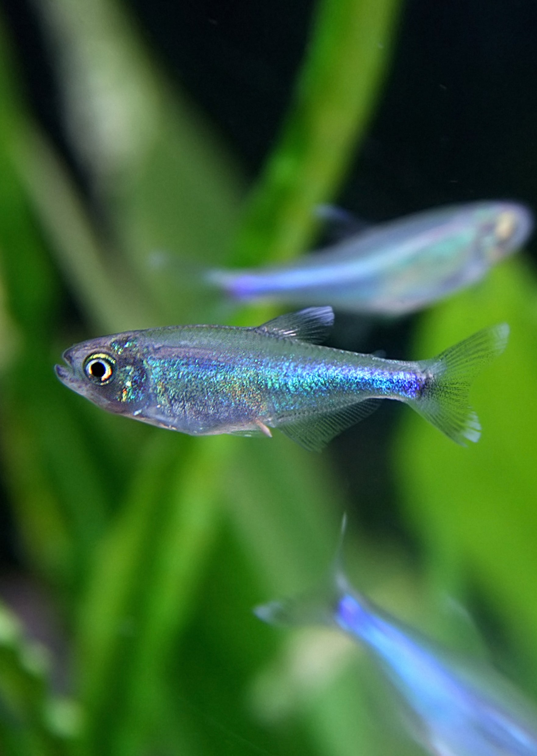 blue king tetra