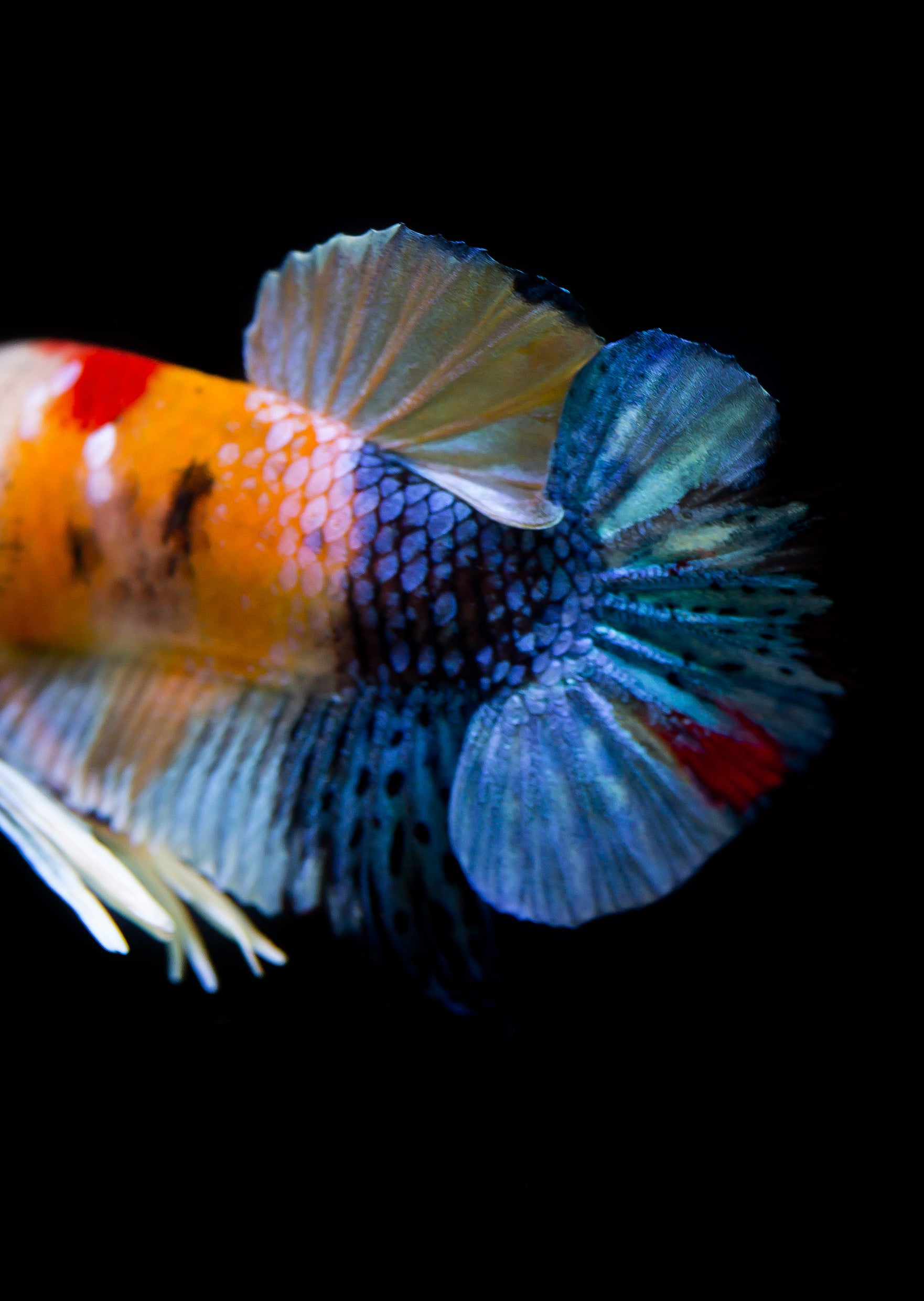 Buy BETTA Koi Candy Galaxy Plakat Online | Free UAE delivery over 100 AED
