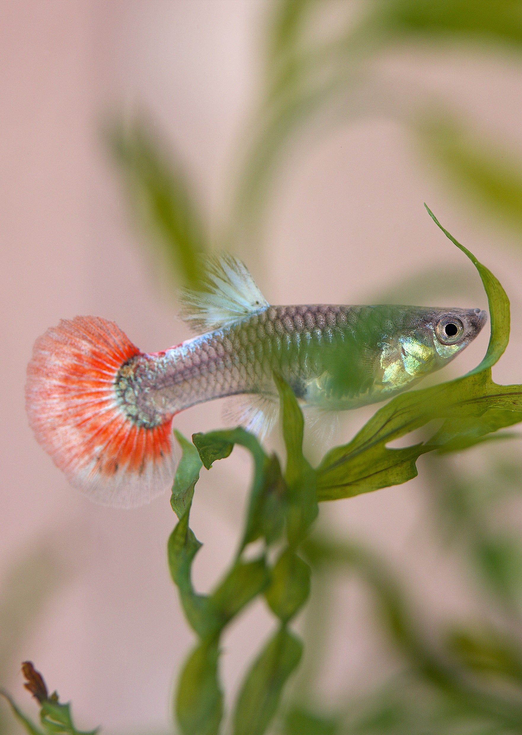 Buy Platinum Red Tail Dumbo Guppy Online | Free UAE delivery over 100 AED