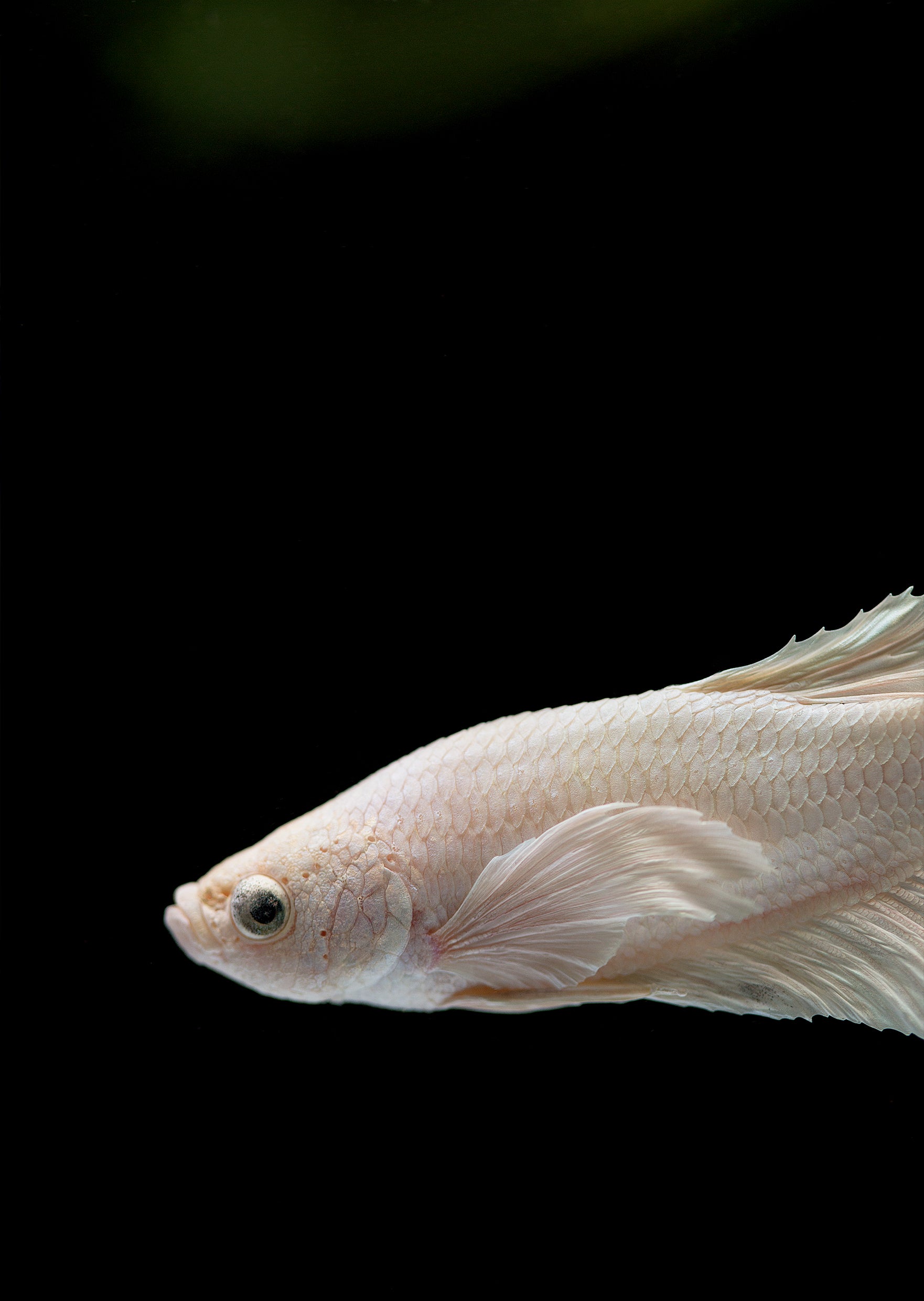 Buy Betta Dumbo Ear Platinum Plakat Online Free Uae Delivery Over 100 Aed