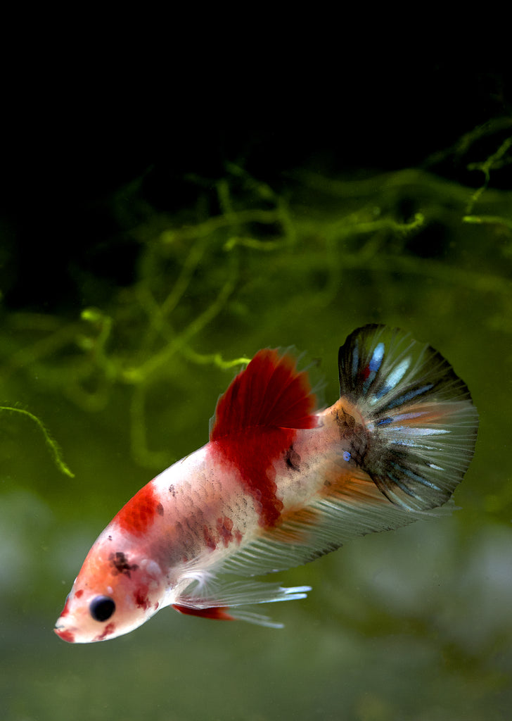 Buy BETTA Koi Plakat Online | Free UAE delivery over 100 AED