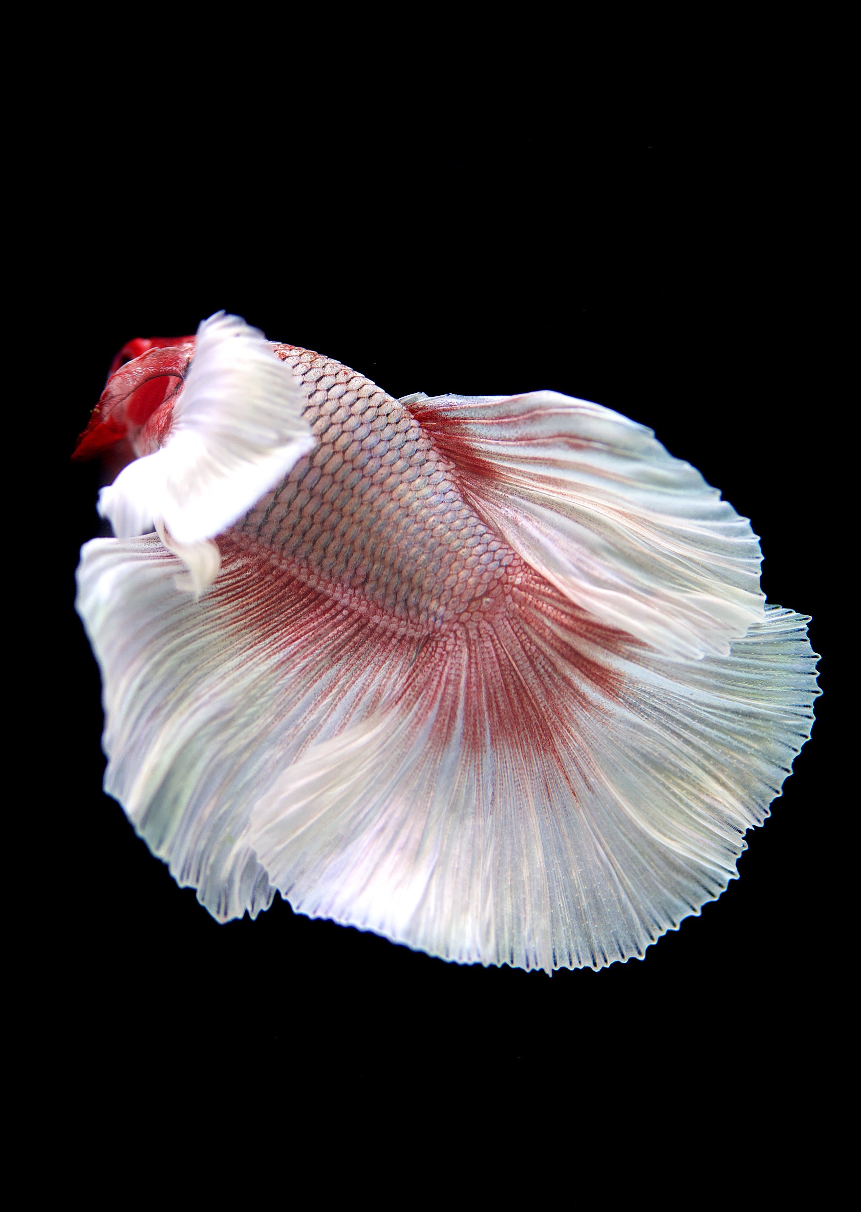 Buy Betta Dumbo Ear Rose Butterfly Online Free Uae Delivery Over 100 Aed