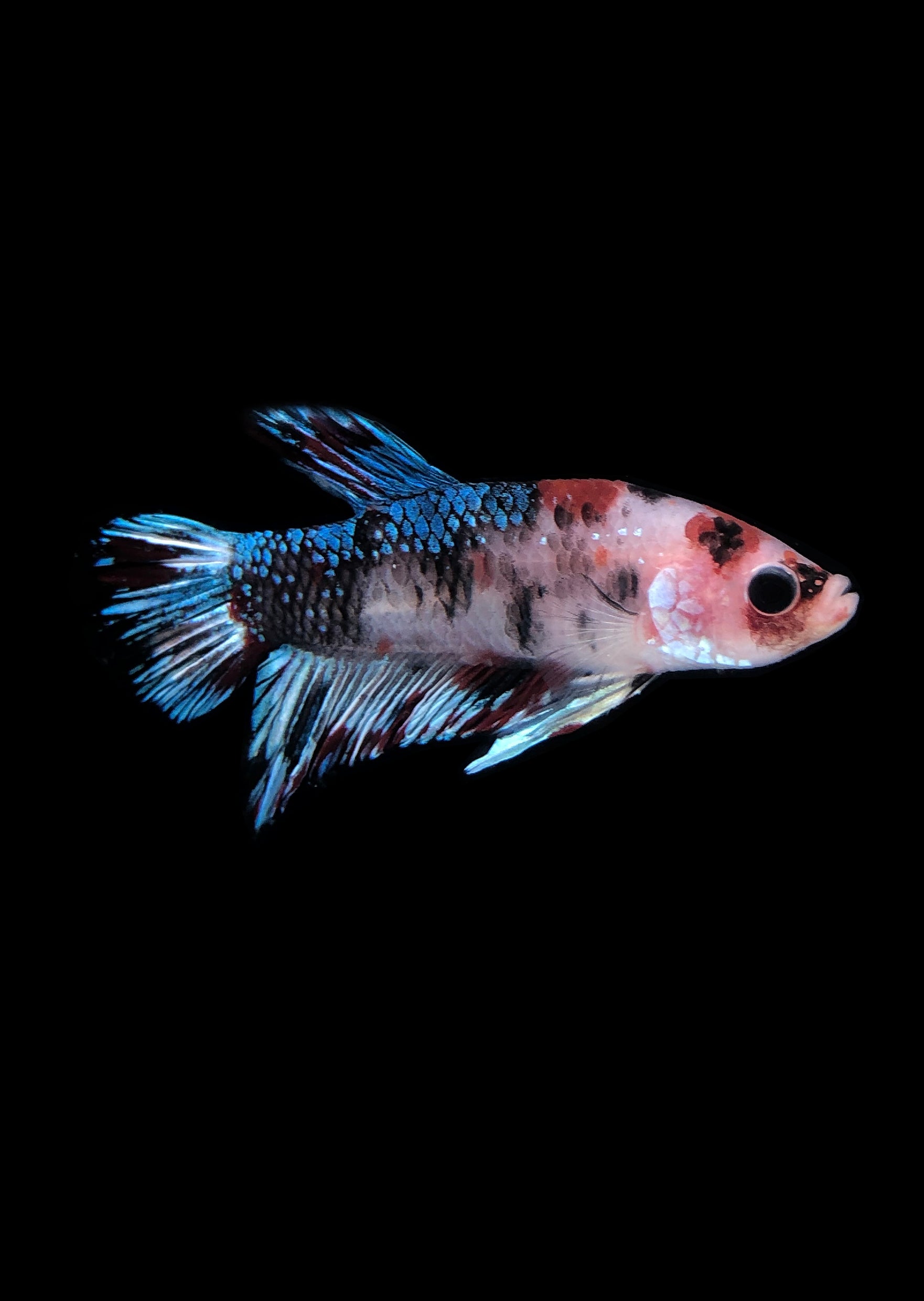 Koi Galaxy Betta / Buy Betta Galaxy Koi Halfmoon Online Free Uae