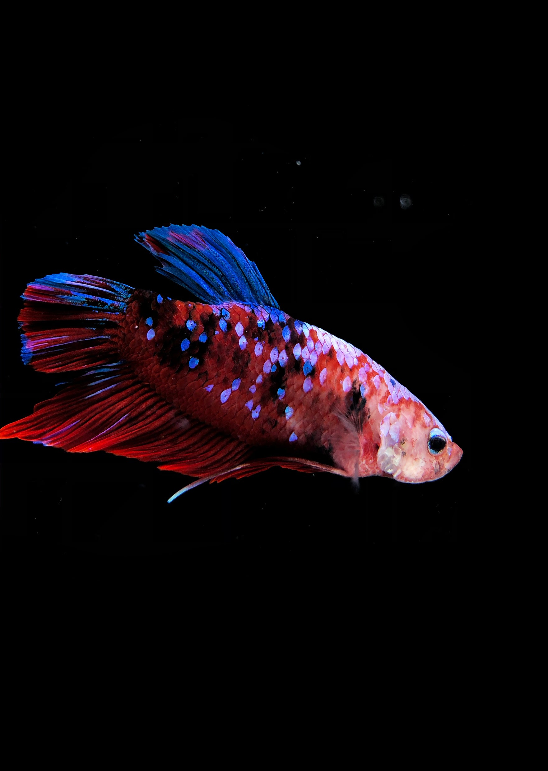 Discus.ae – BETTA Koi 'Giant' Galaxy