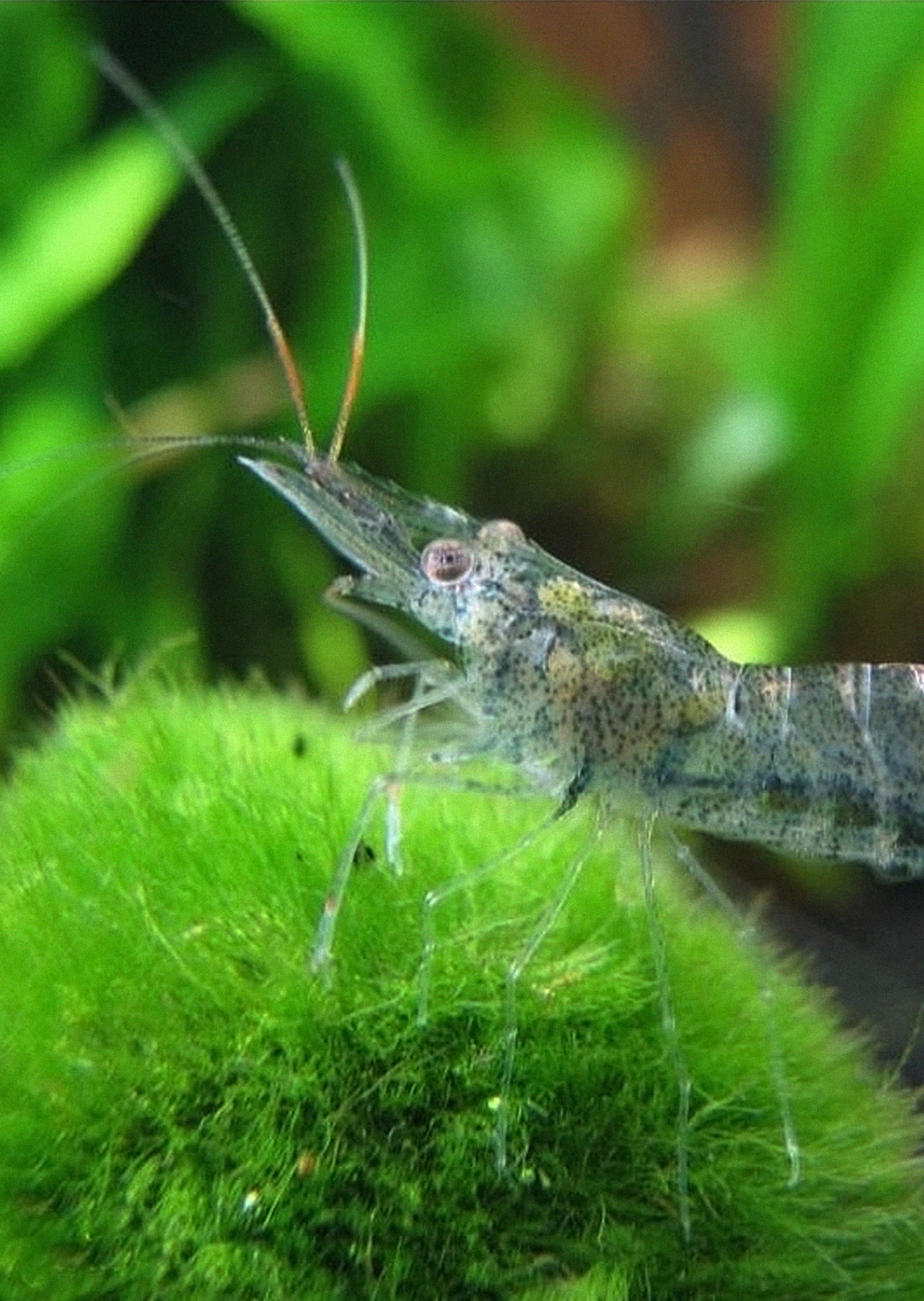 aquarium shrimp online