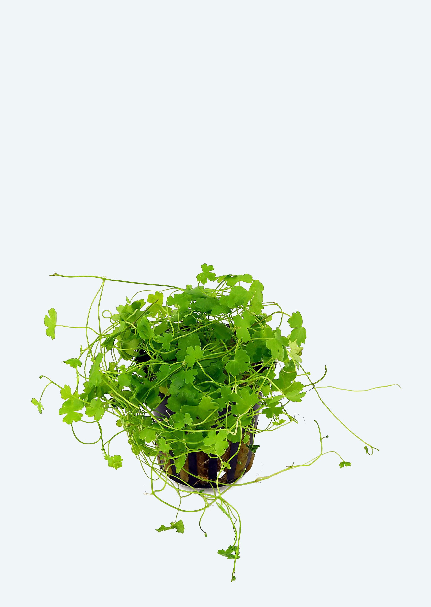 Buy Hydrocotyle Tripartita Online Free Uae Delivery Over 100 Aed