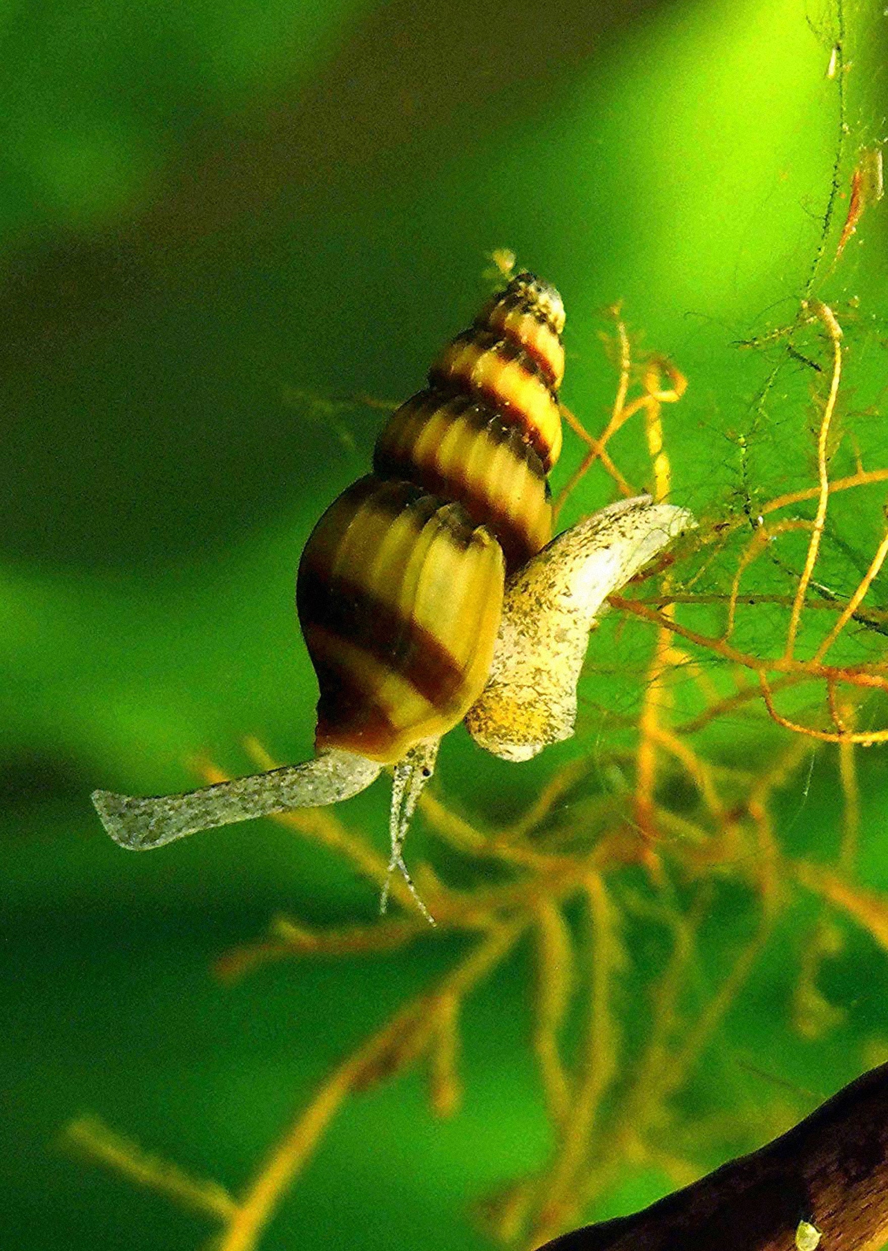 assassin snail