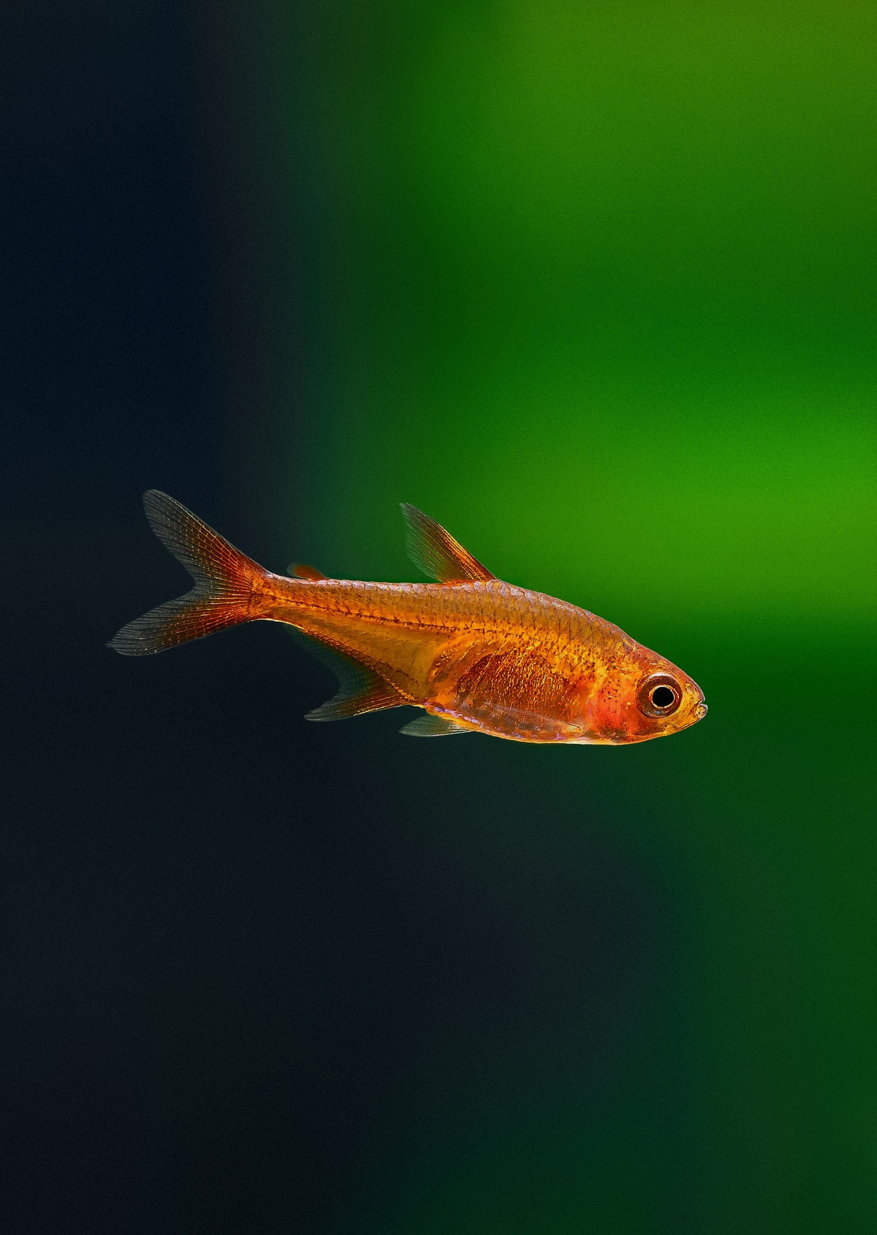 Buy Ember Tetra Online Free Uae Delivery Over 100 Aed