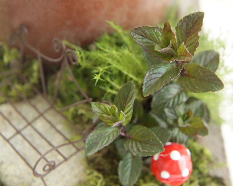 A tour of my rustic fairy garden.  ~Smile Mercantile~