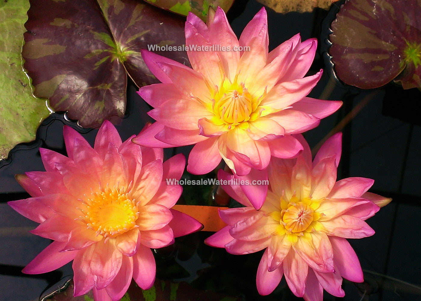 Tropic Sunset Autumn Water Lily Heavy Bloomer Pond Megastore Wholesale Waterlilies Dept