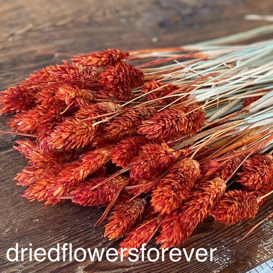 Dried Safflower/ Carthamus – SolaFlowerStore