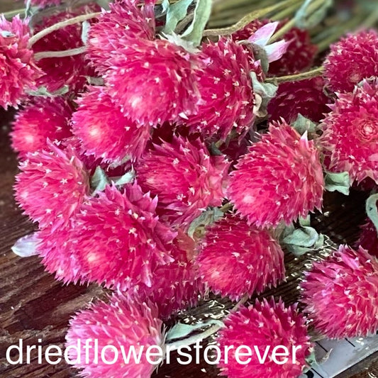 Strawflowers (Helichrysum) - Dark Pink - Dried Flowers - DIY – Dried  Flowers Forever