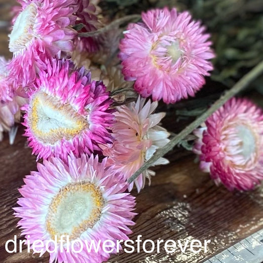 Gomphrena (Globe Amaranth) - Fuchsia - Dried Flowers Forever