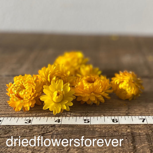 Strawflowers (Helichrysum) - Dark Pink - Dried Flowers - DIY – Dried  Flowers Forever