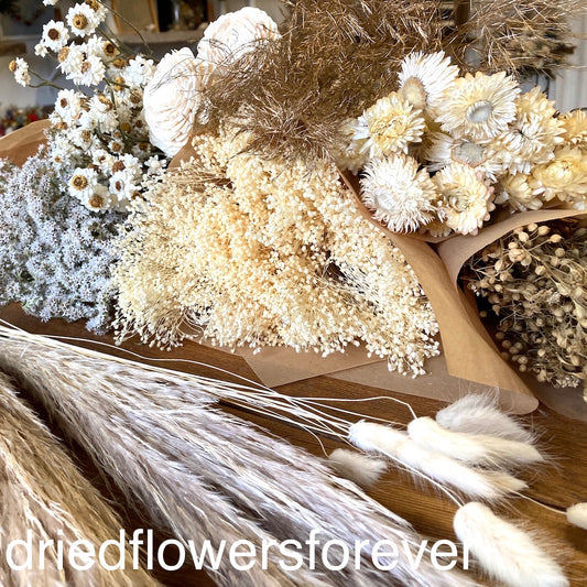 Dried Daisy Bunch, Dried Ammobium, Winged Everlasting, Natural