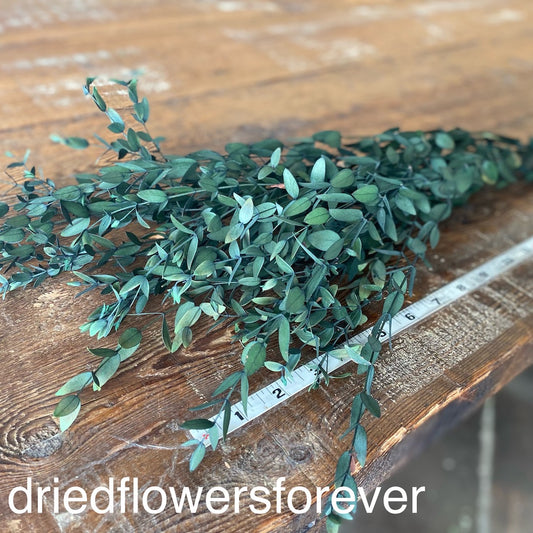 Eucalyptus & Tree Fern - Preserved Greenery - Dried Flowers Forever