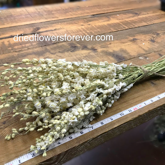 Dried Echinops — Plenty Flowers