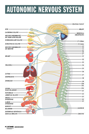 Chiropractic Nervous System Chart