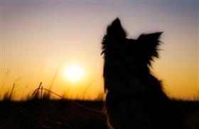 Tips On Writing A Pet Loss Condolence Note Healing The Heart