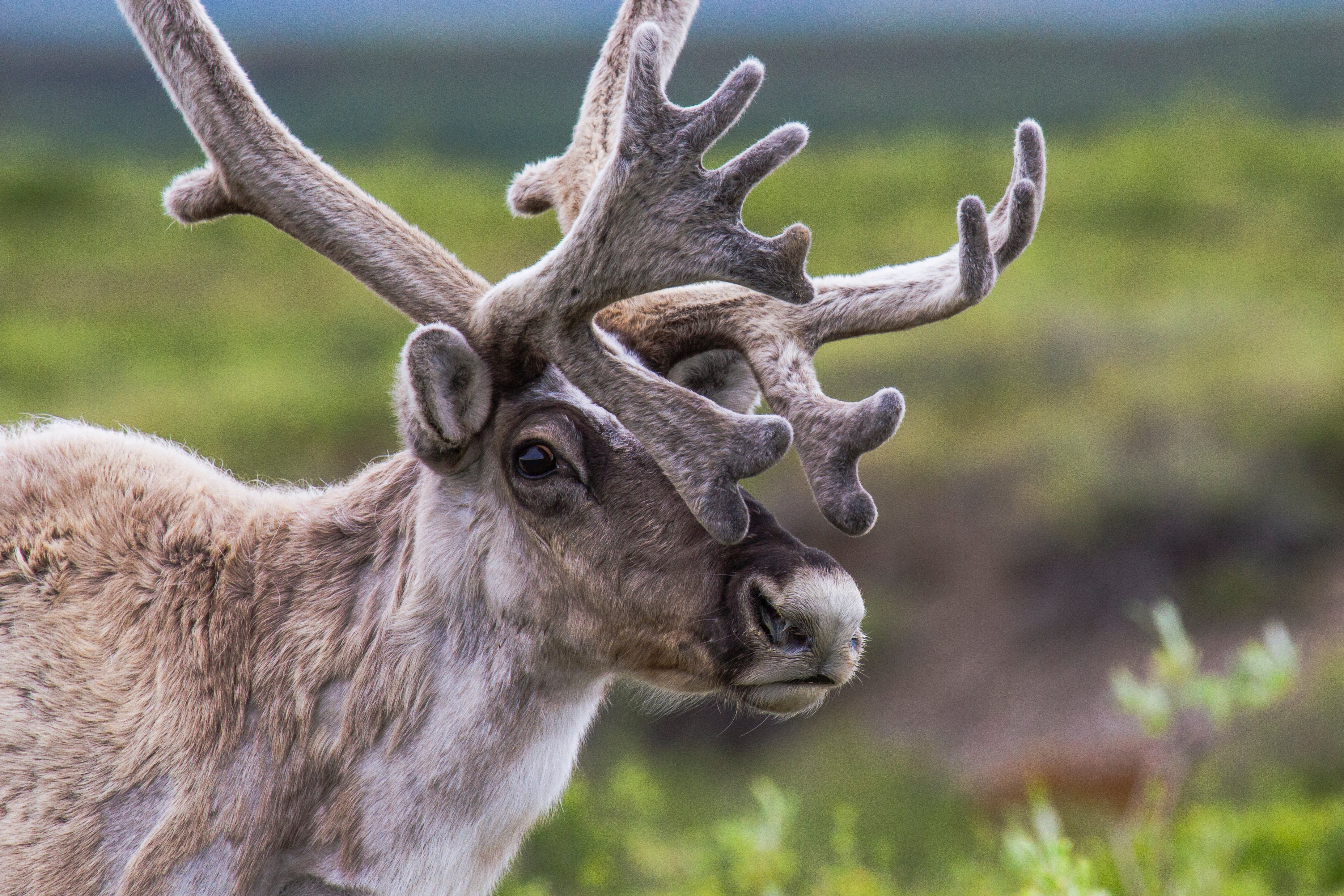 Bull Caribou near Kugluktuk (Credit: Umingmak Productions)