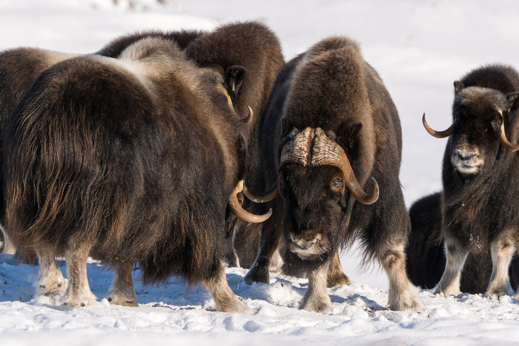Long guard hairs of muskox cover their insulating qiviut layer (Credit: DNV Photo)