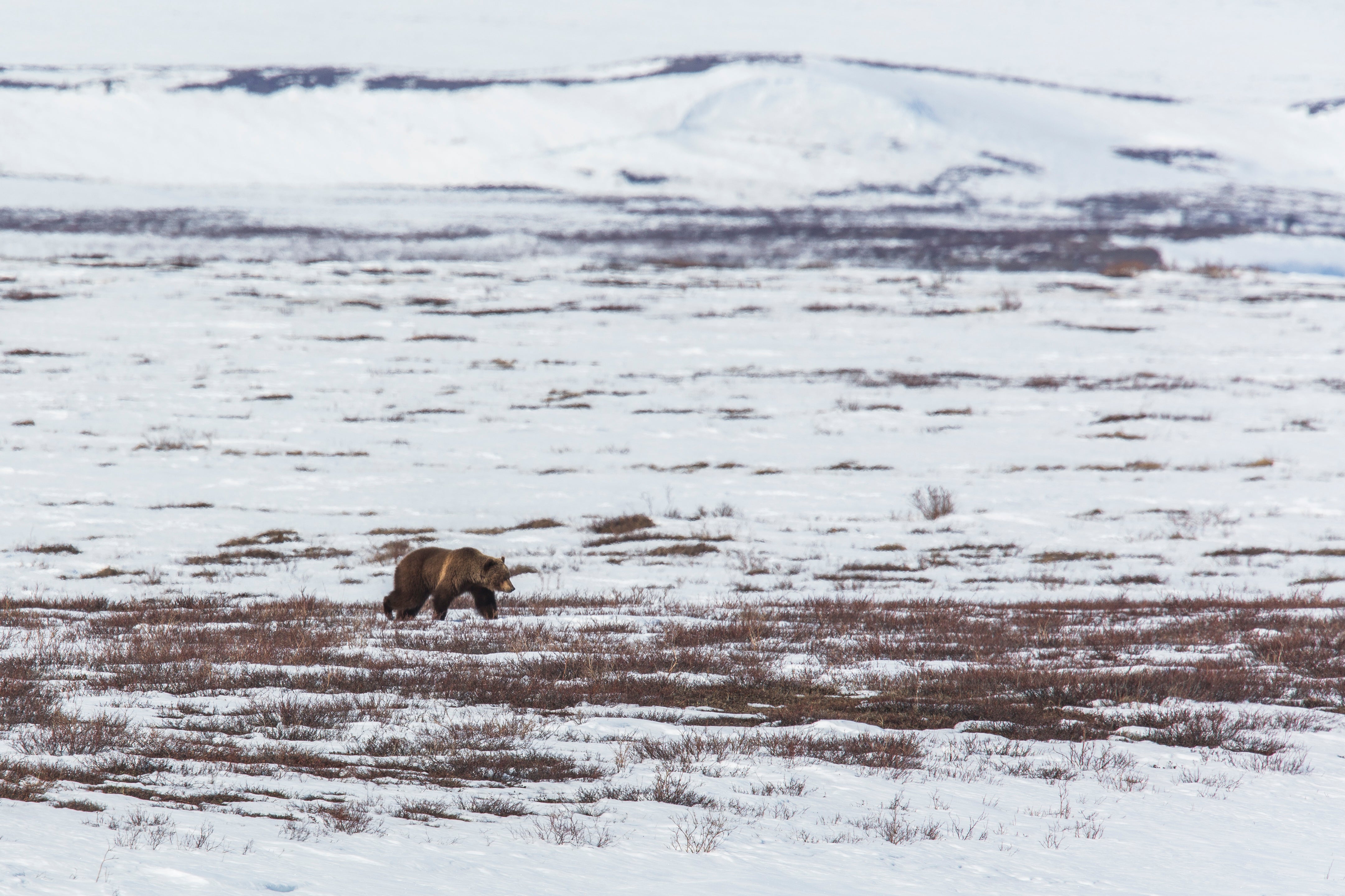 Tundra Grizzly Emerges from Hibernation. (Credit: Umingmak Productions)