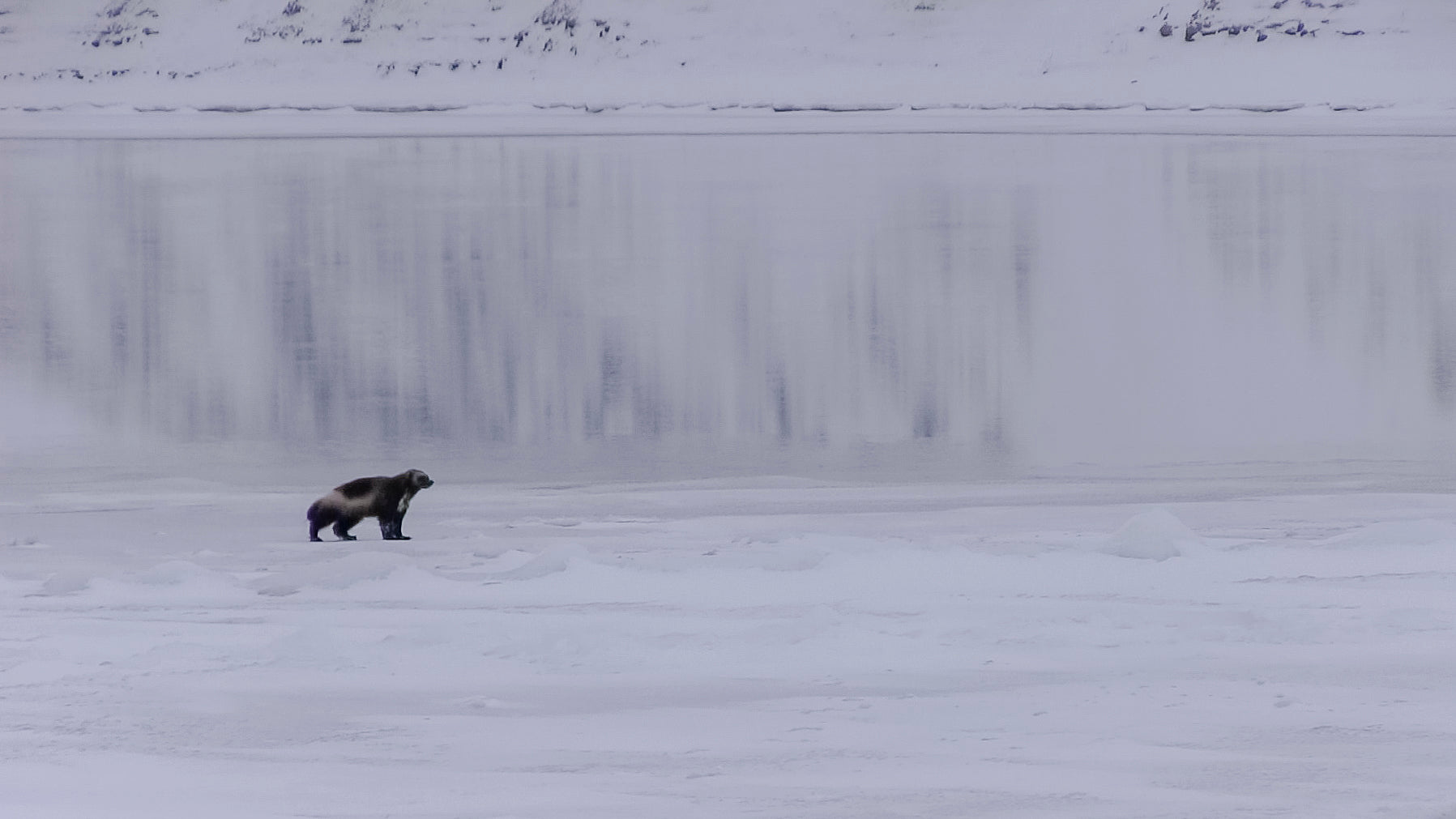 Wolverine on Coppermine River at Freeze up. (Credit: Umingmak Productions)