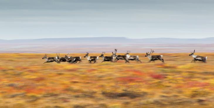 Moving caribou on Fall Tundra (Credit: Umingmak Productions)