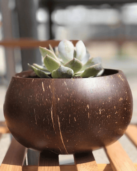 Coconut Bowls Grow Your Own at Home