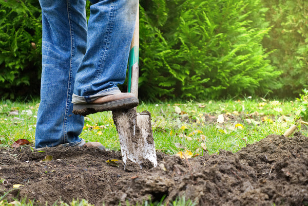 Feet digging a spade into the dirt to prepare a vegetable garden