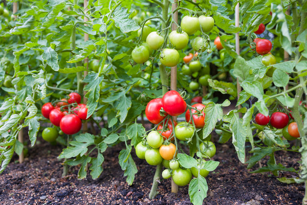 Tomatoes in various stages of ripening, still on the plant in the garden
