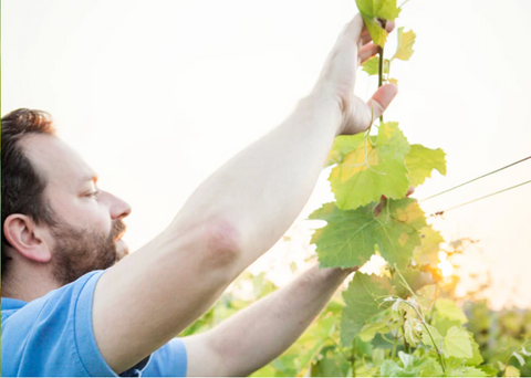 Michael Wenzel working in the vineyard.