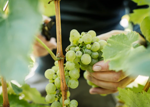 A picture of Furmint grapes on the vine in the Wenzel family vineyard.