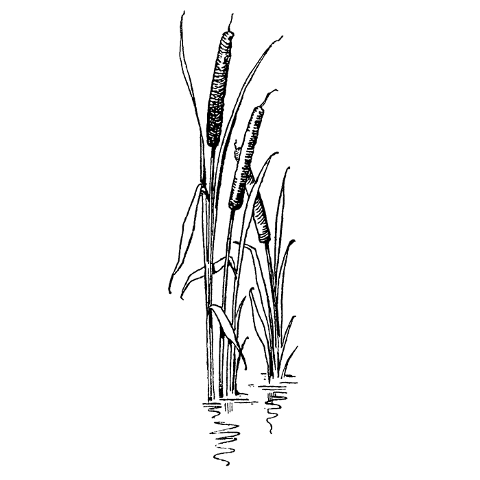 Drawing Cattails