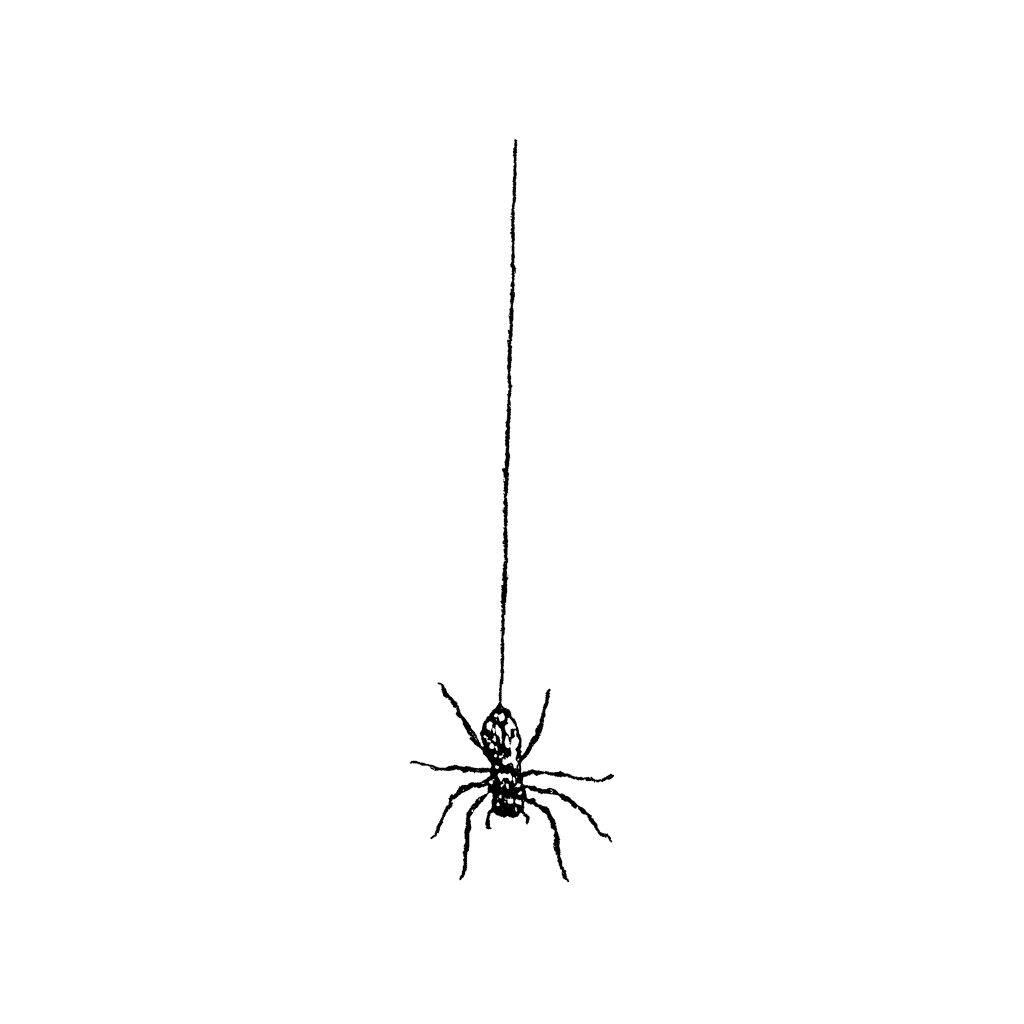 spider hanging from a web wallpaper