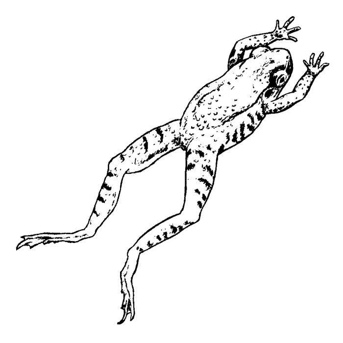 frog jumping drawing