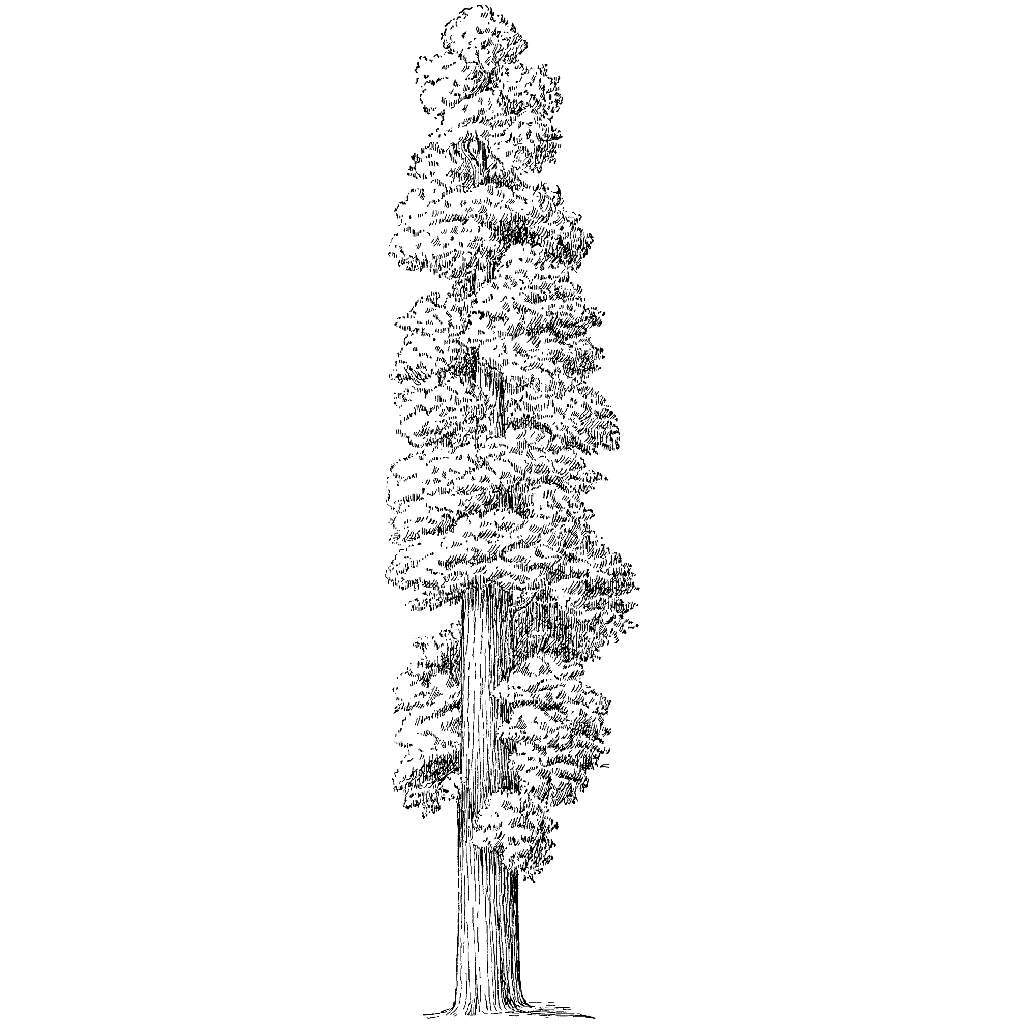 How To Draw Redwood Tree Bathroomladder Jeffcoocctax