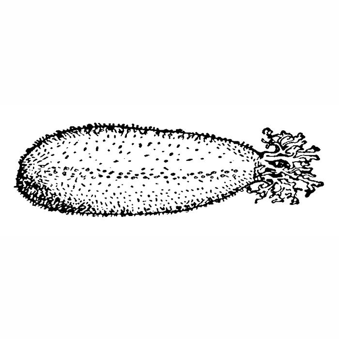 sea cucumber drawing