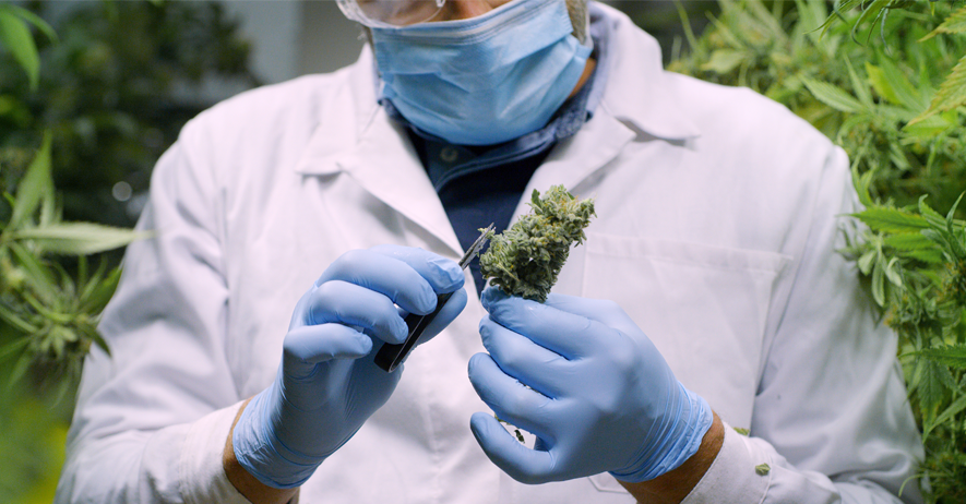 Scientist with mask, glasses and gloves checking hemp plants.